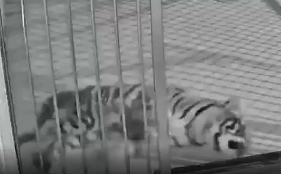 河南动物园隐瞒小老虎“暖暖”的死讯。 河南动物园隐瞒小老虎“暖暖”的死讯。