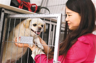 春節臨近，刺激寵物寄養服務需求，出現一位難求情況。新華社