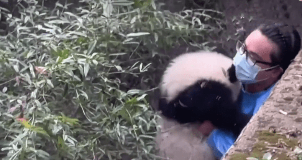 工作人員將大熊貓福菀抱起來。