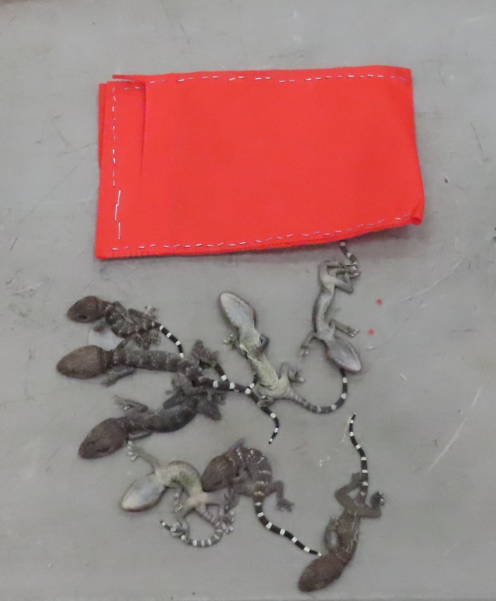 部分檢獲的懷疑受管制屬瀕危物種的活蜥蝪。政府新聞處圖片