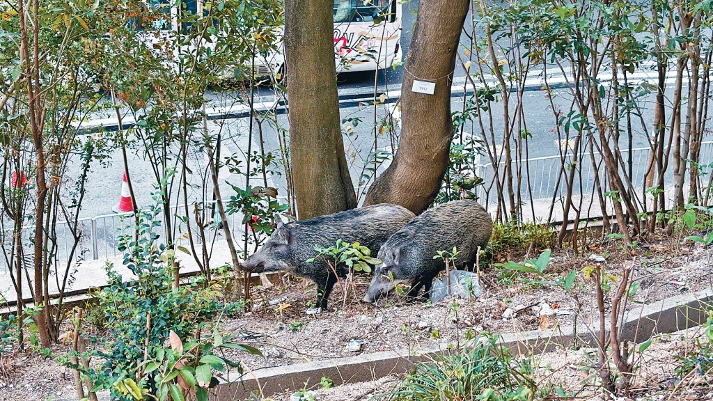 黄大仙竹园北邨上周有野猪一家八口遭「人道处理」。