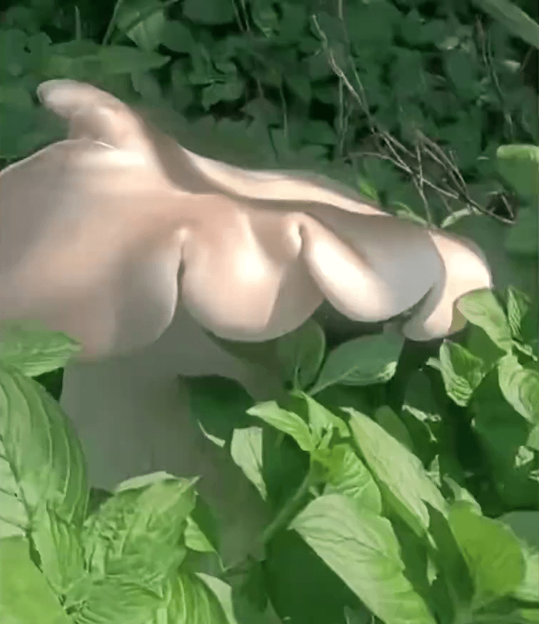 云南村民发现巨型野生蘑菇。