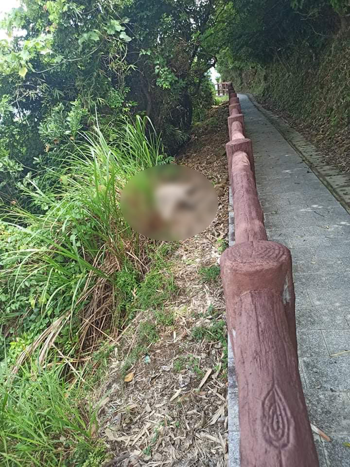 一頭成年野豬伏屍小西灣山徑旁邊。fb「野豬關注組」圖片