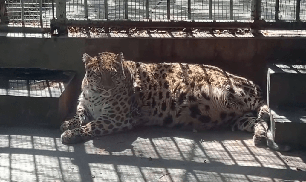 四川攀枝花動物園一隻金錢豹，被網民形容胖得如海豹般。