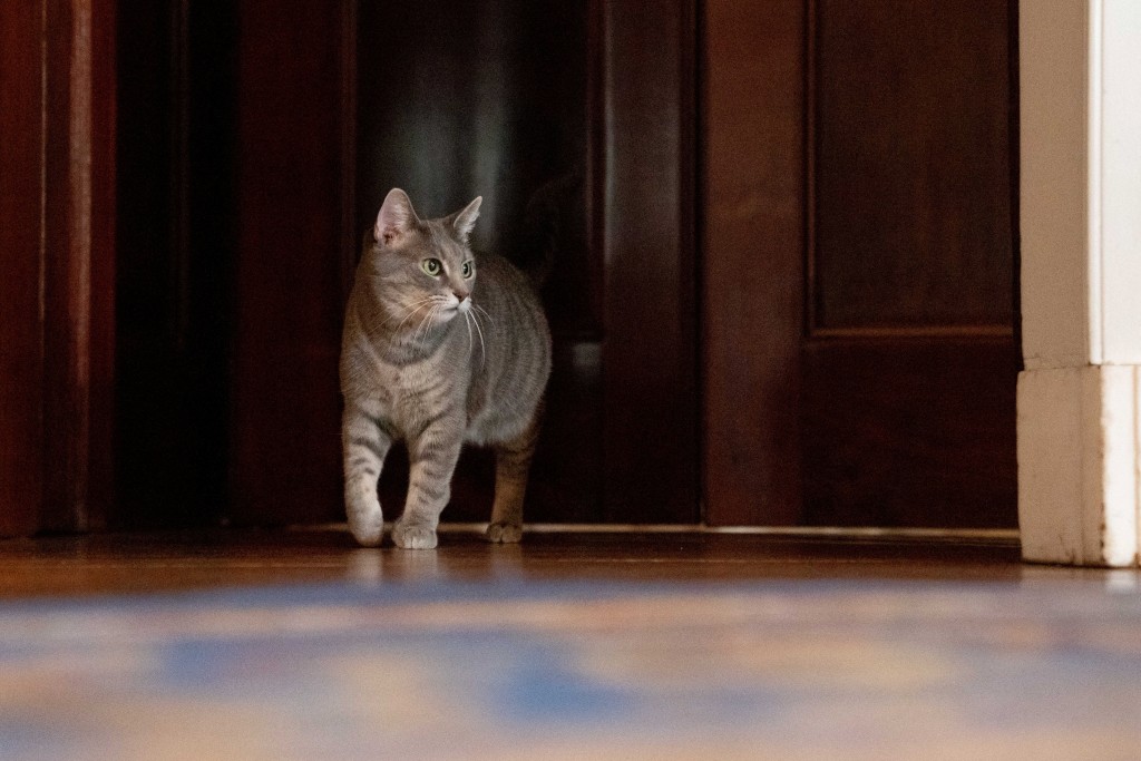生活在白宮的「美國第一貓」威羅。　路透社