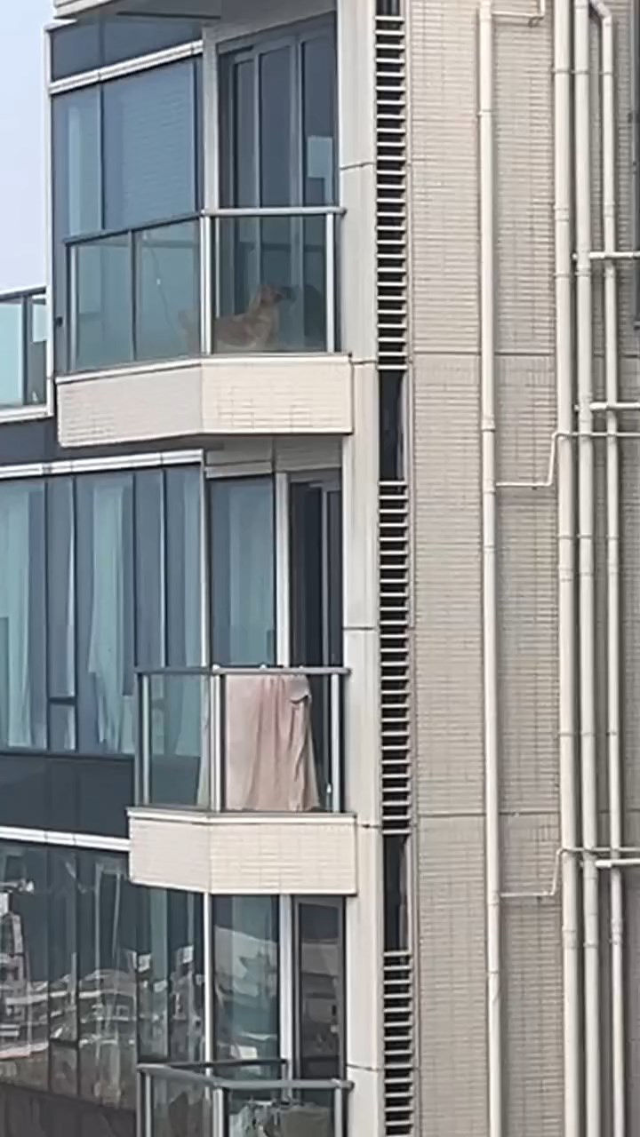 將軍澳日出康城有一隻金毛尋回犬被困在頂層單位的露台上,其間更被人用拖鞋打頭。threads@vkcl.v片段截圖 將軍澳日出康城有一隻金毛尋回犬被困在頂層單位的露台上,其間更被人用拖鞋打頭。threads@vkcl.v片段截圖