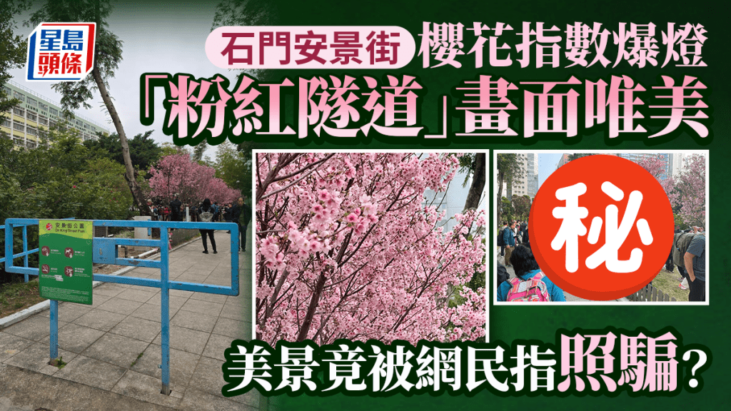 石門安景街櫻花打卡潮 「粉紅隧道」被指又窄又少？ 網民直呼：照騙