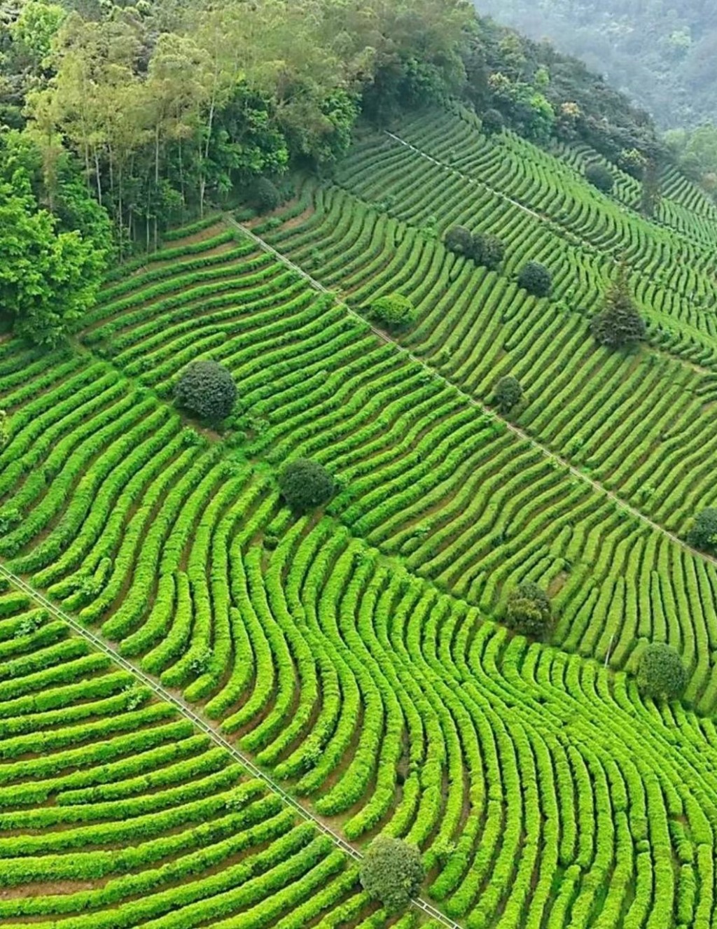 梅州旅游好去处2024｜1. 雁南飞茶田景区 景区以茶文化和客家文化为主题，有自然山峦、生态林区、茶田、果园等。（图片来源：小红书@小红薯1A9CC2F3）