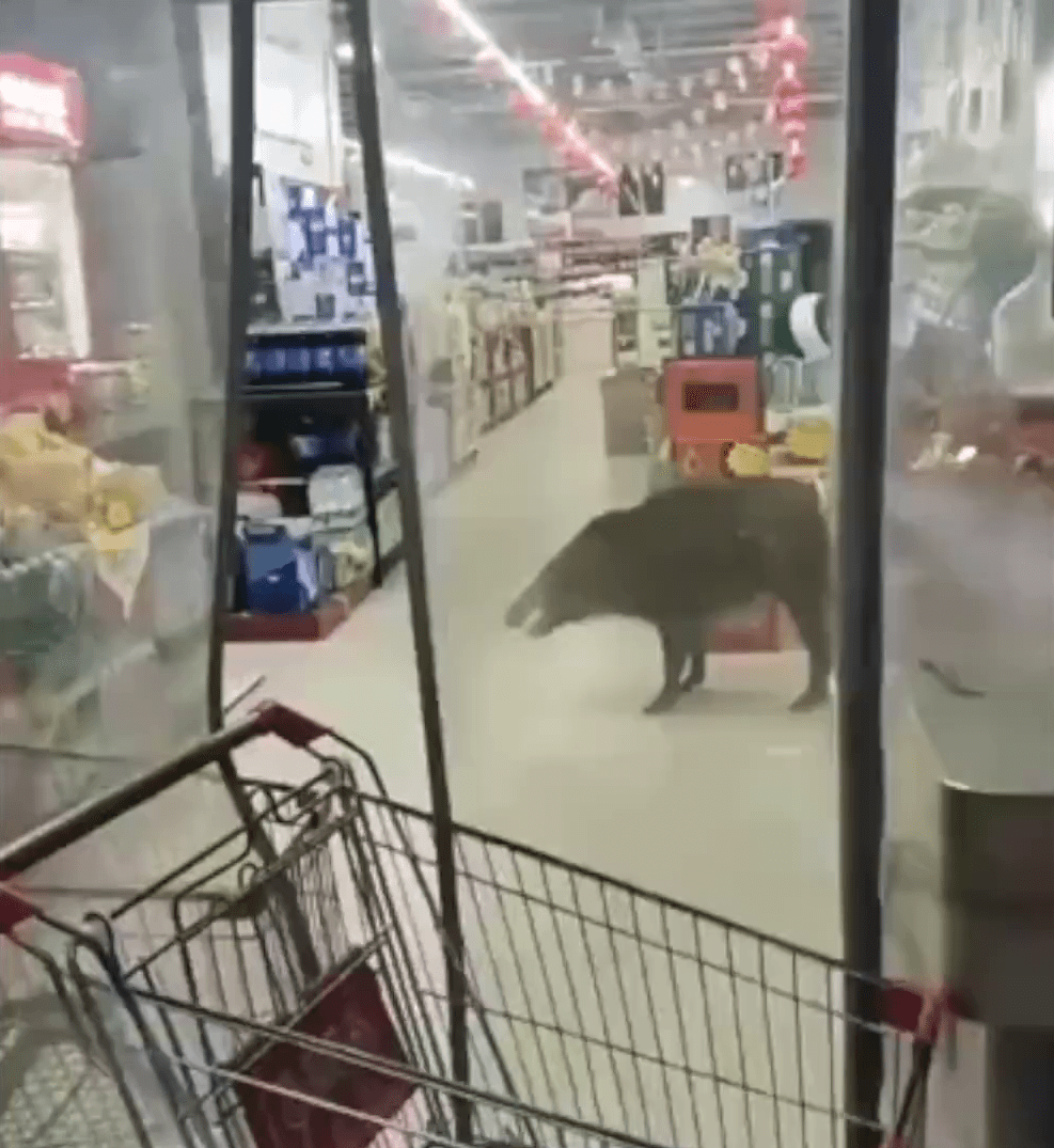 网民发布影片显示，有人用购物车堵在超市门口，以防止它跑出去。