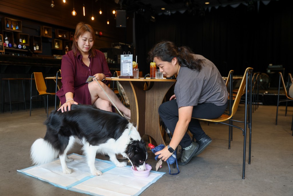 容許狗隻進入食肆措施今日(9日)起生效。 容許狗隻進入食肆措施今日(9日)起生效。