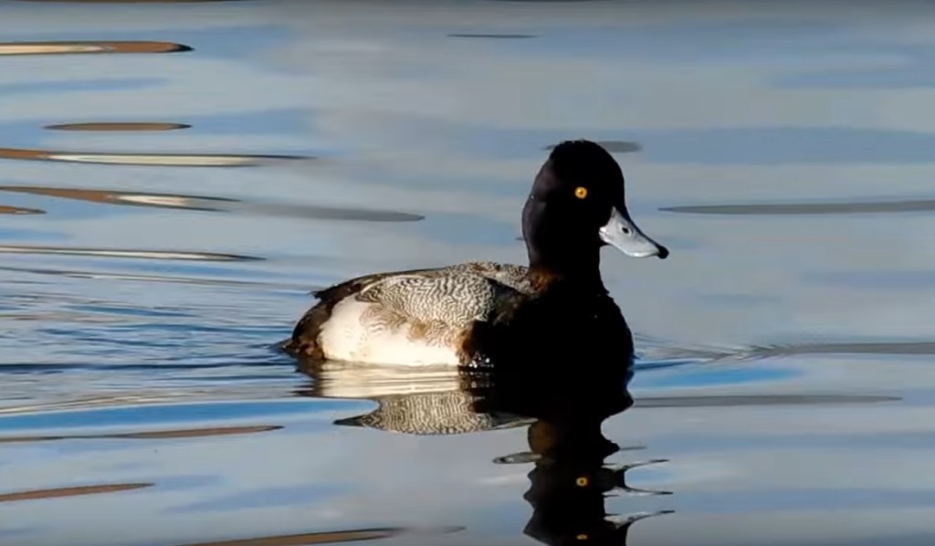 Lesser scaup。網上圖片