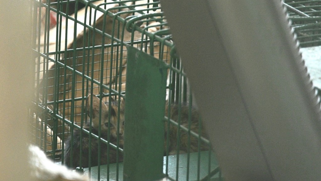從鐵閘隙可見有貓咪困在籠內。楊偉亨攝