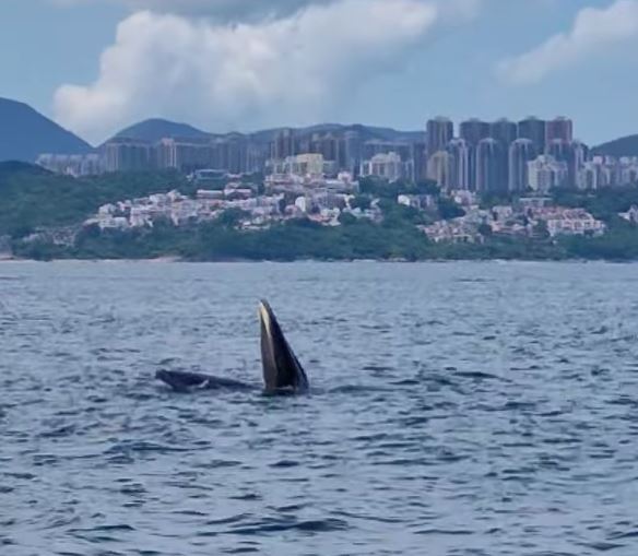 網上亦有人於昨日看見鯨魚出沒。網民Simon Lau片段