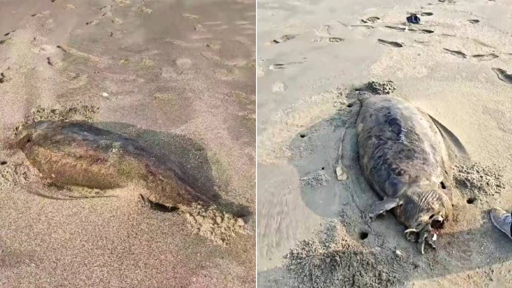 湛江發現疑似儒艮屍體，此前被宣告在中國大陸沿海「功能性滅絕」 。