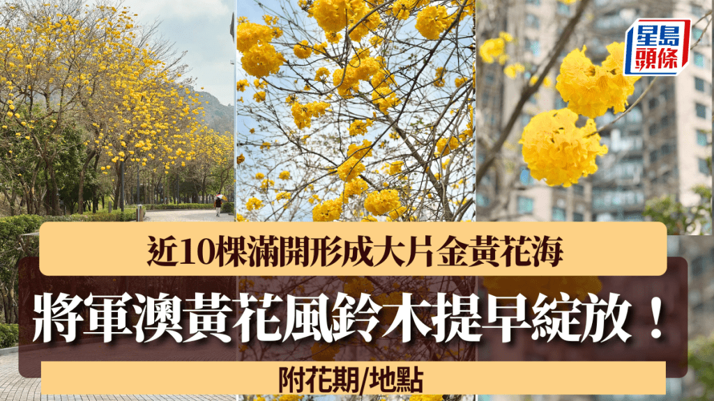 將軍澳黃花風鈴木提早綻放！近10棵滿開形成大片金黃花海 附花期/地點