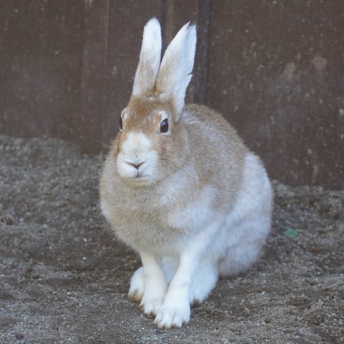 北海道雪兔身形有别于一般的兔子。円山动物园twitter