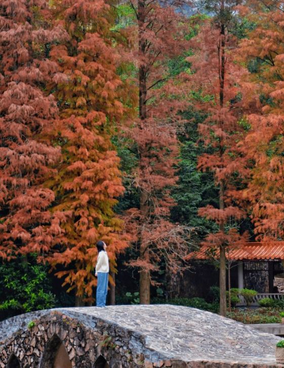仙湖植物園滿天紅葉