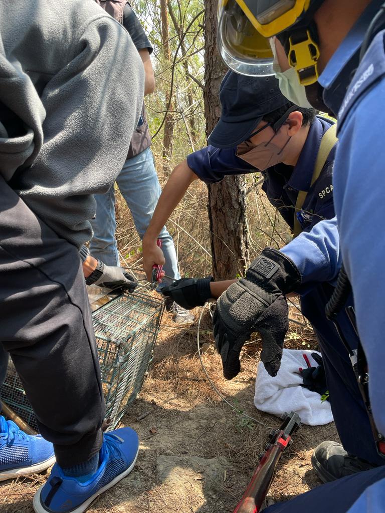 爱协人员处理捕兽器。爱协图片