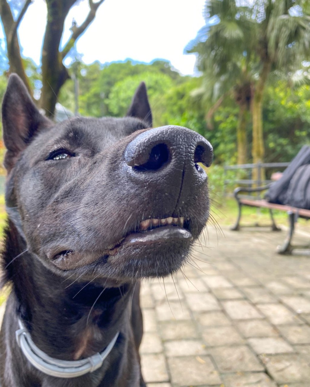 愛犬慘變單親狗，希望狗狗唔好因為生活有改變，而影響心情啦！