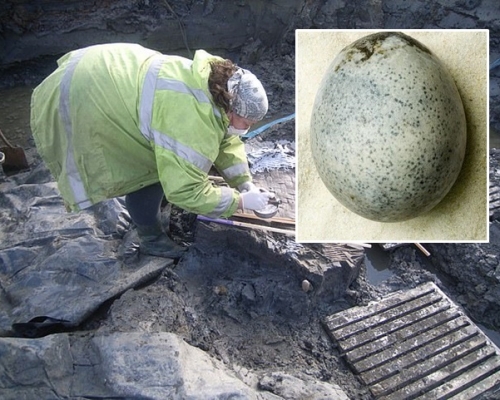 古羅馬遺址首現1700年前鳥蛋。網圖