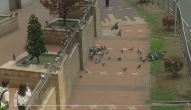 行人路佈滿野鴿。
