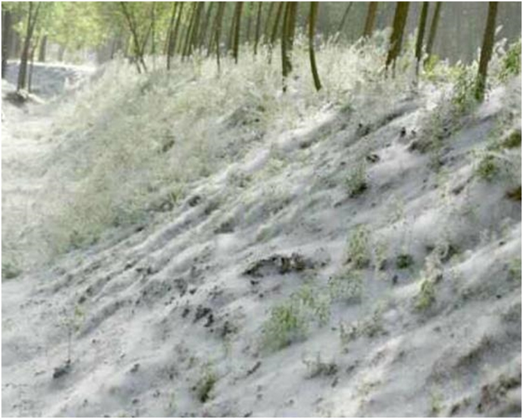 漫天杨絮并非人人喜欢。