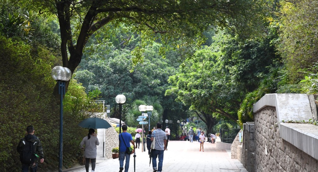 康文署移除九龙公园内一棵在《古树名木册》登记的朴树。资料图片