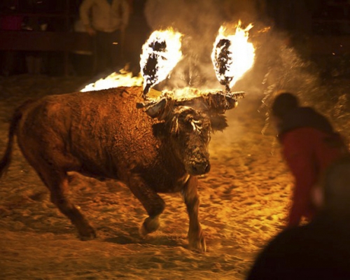 儀式結束後「火牛」將送到屠房宰殺。 網圖