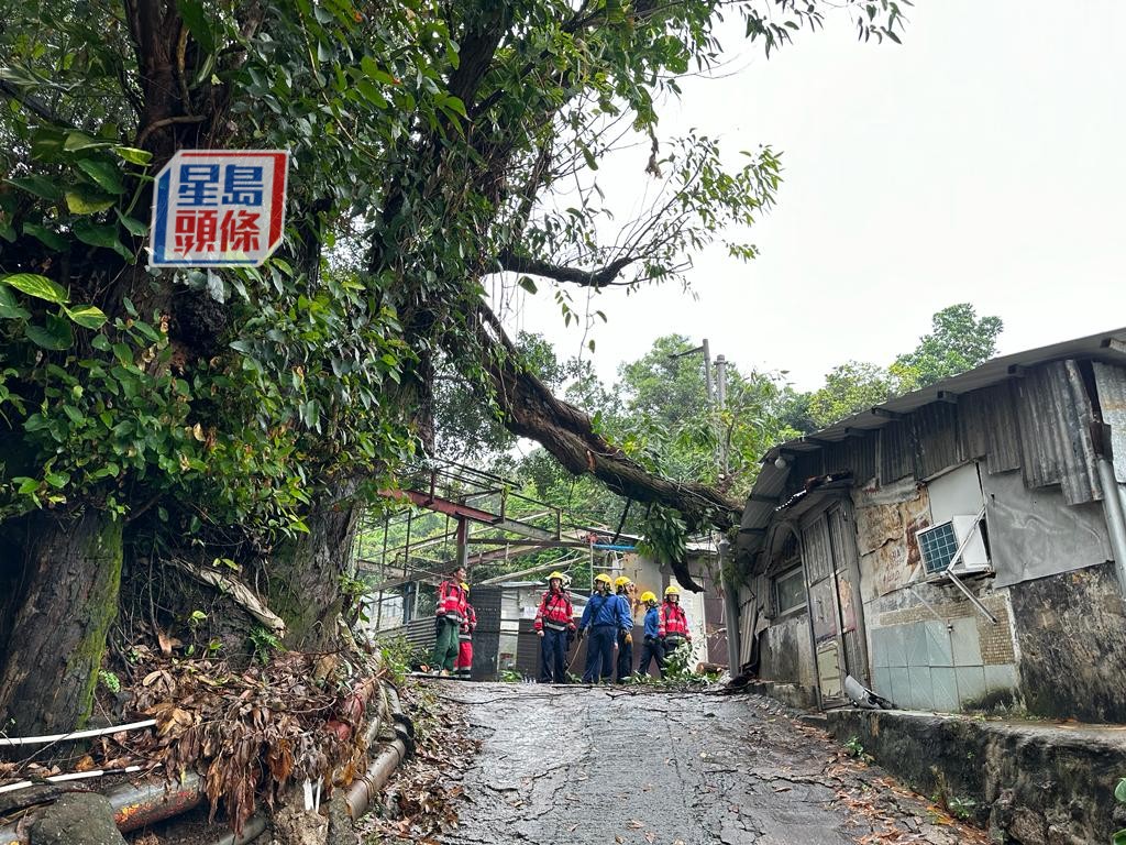 荃湾芙蓉山寮屋区上月发生塌树事故，消防接报到场处理。(资料图片)