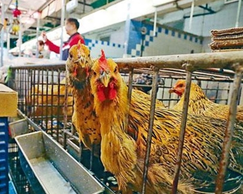政府同意大方向為維持活家禽業的現狀。

