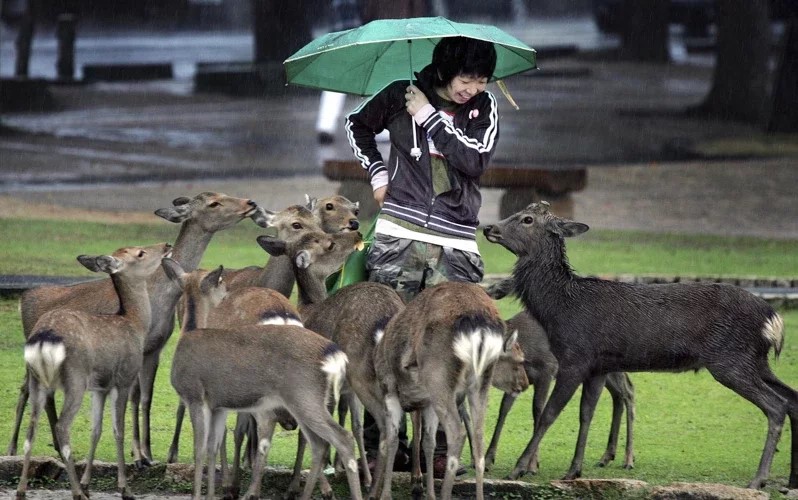 奈良鹿甚受游客及日本国民喜爱。美联社