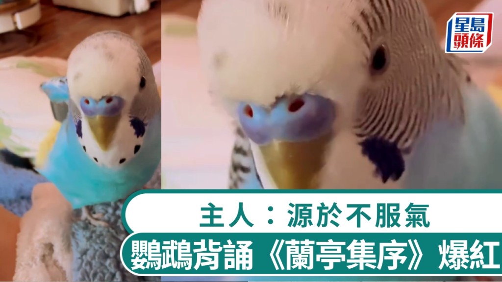 鸚鵡背誦《蘭亭集序》爆紅。