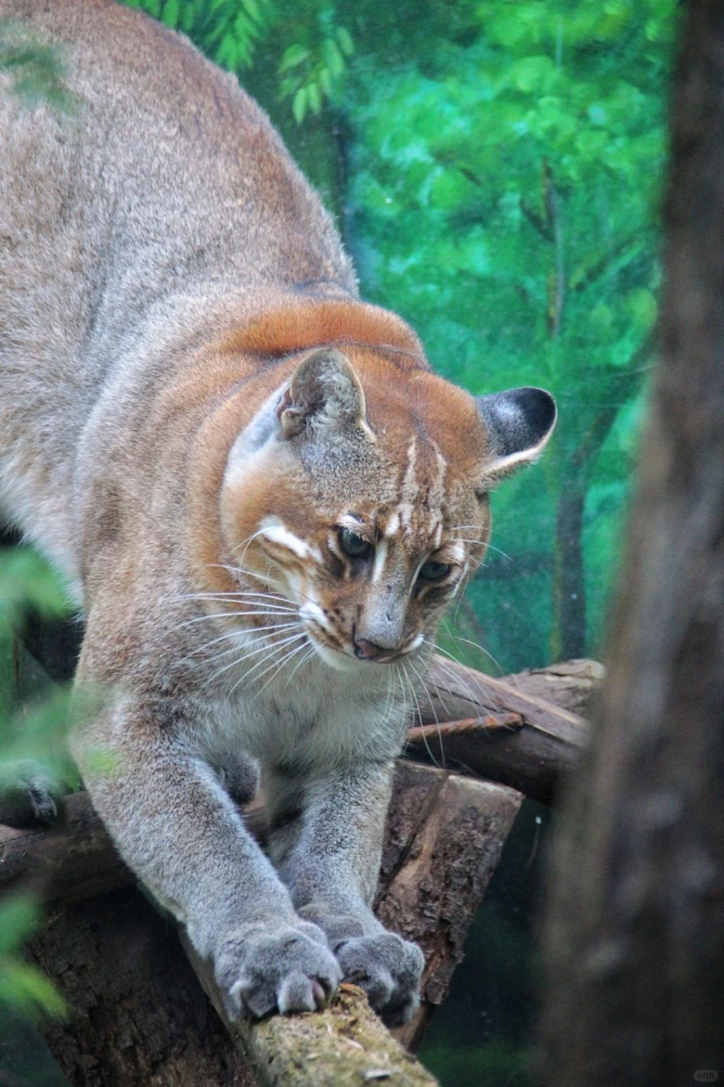 重慶金貓「阿宅」離世，全國動物園僅餘2-3隻同類動物，稀有過大熊貓。 