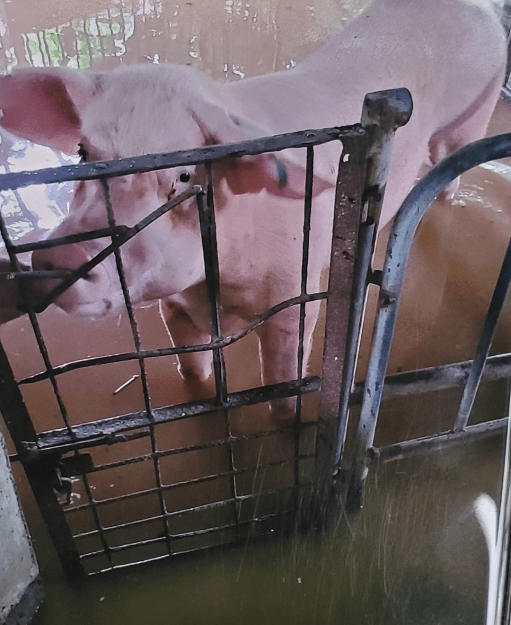 2021年，余的豬農亦有水浸。資料圖片