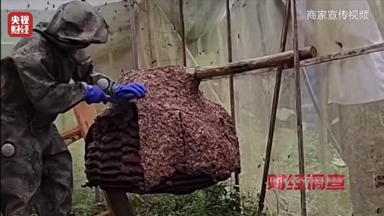 央視曝光濫養殺人蜂兜售牟利成風。