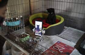 西班牙一處野貓收容中心。網上圖片