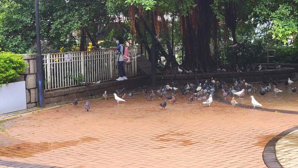 網民指有人亂餵野鴿。網上截圖