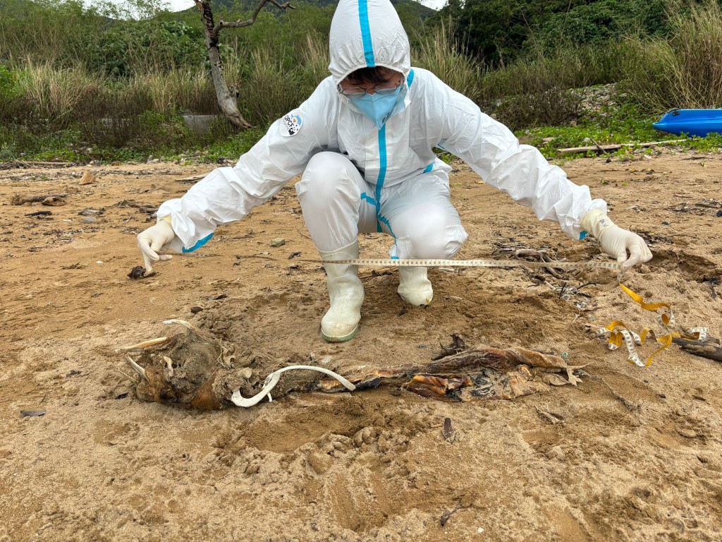 第36宗鯨豚擱淺個案發生於清水灣相思灣。香港海洋公園保育基金提供