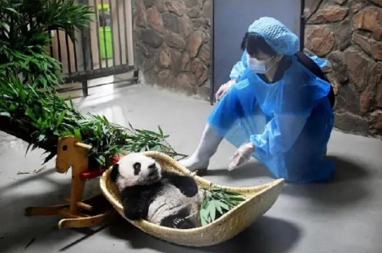 要做大熊猫饲养员，须符合条件。 网图