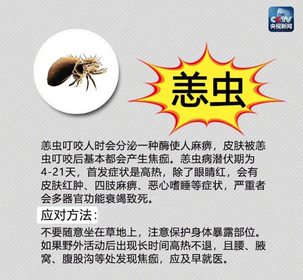 有關恙蟲。 央視