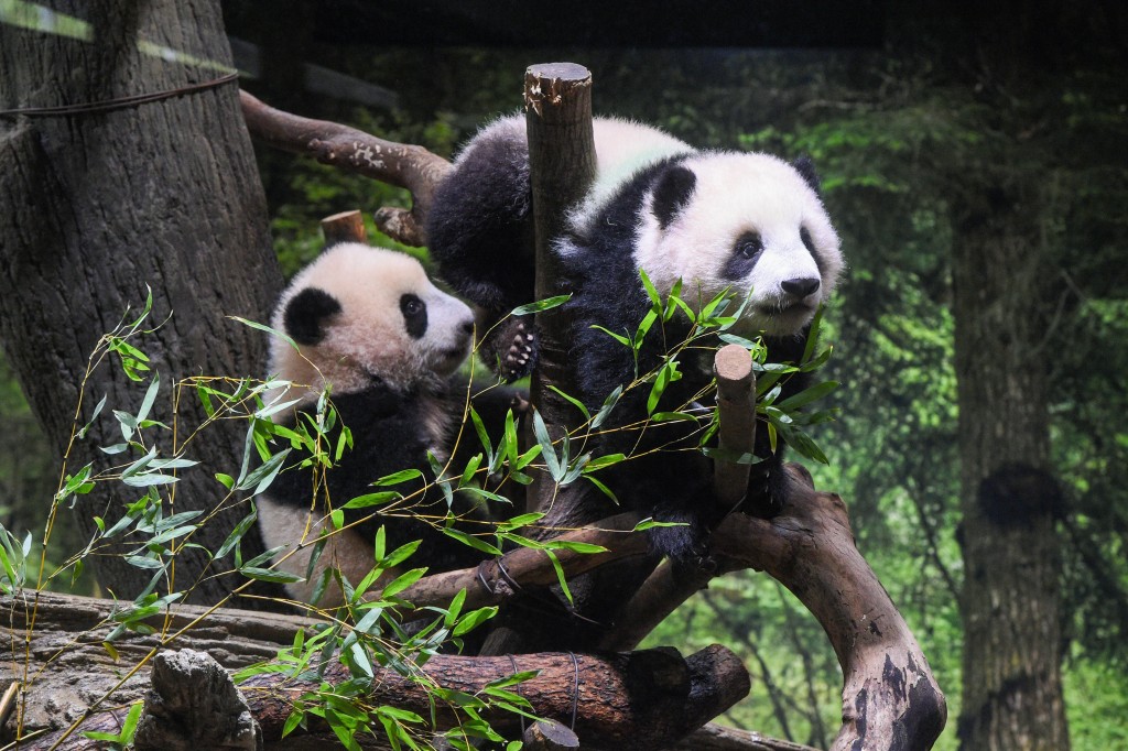 「蕾蕾」（左）和「曉曉」（右）在上野動物園玩耍。（新華社）