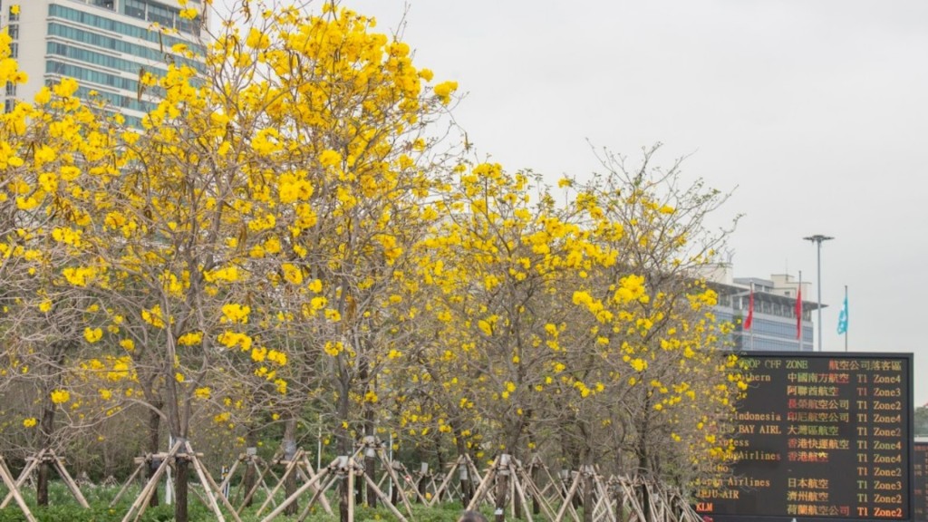 黃花風鈴木花期約 10 日，花冠呈金黃色及漏斗狀。機管局