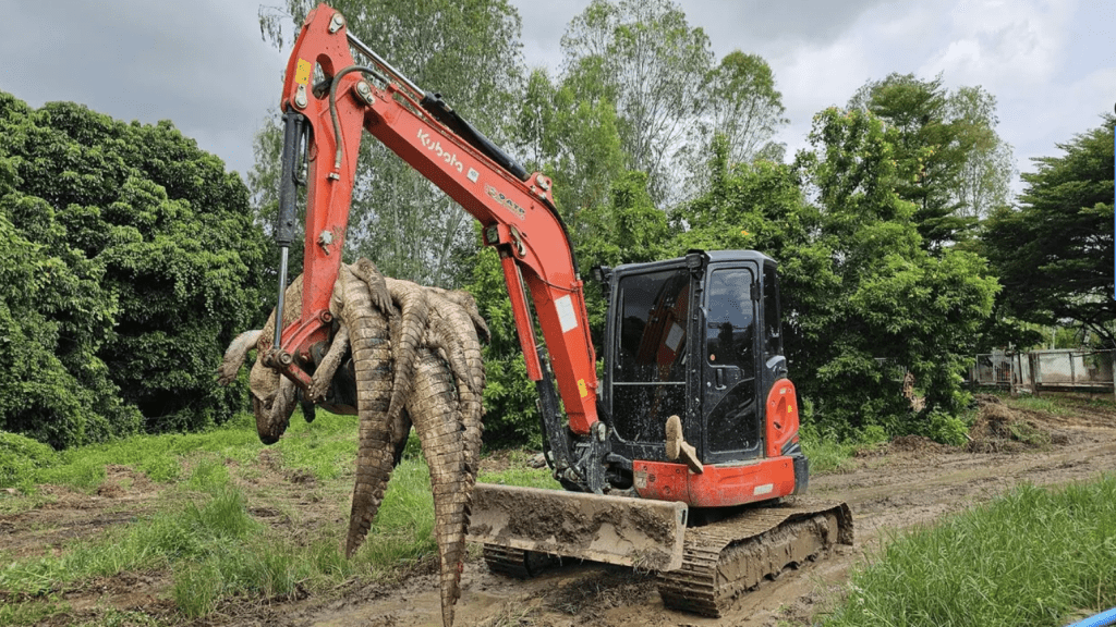 库姆卡德决定宰杀场内125条暹罗鳄，其用挖土机运载鳄鱼尸体的画面震撼了当地社会。