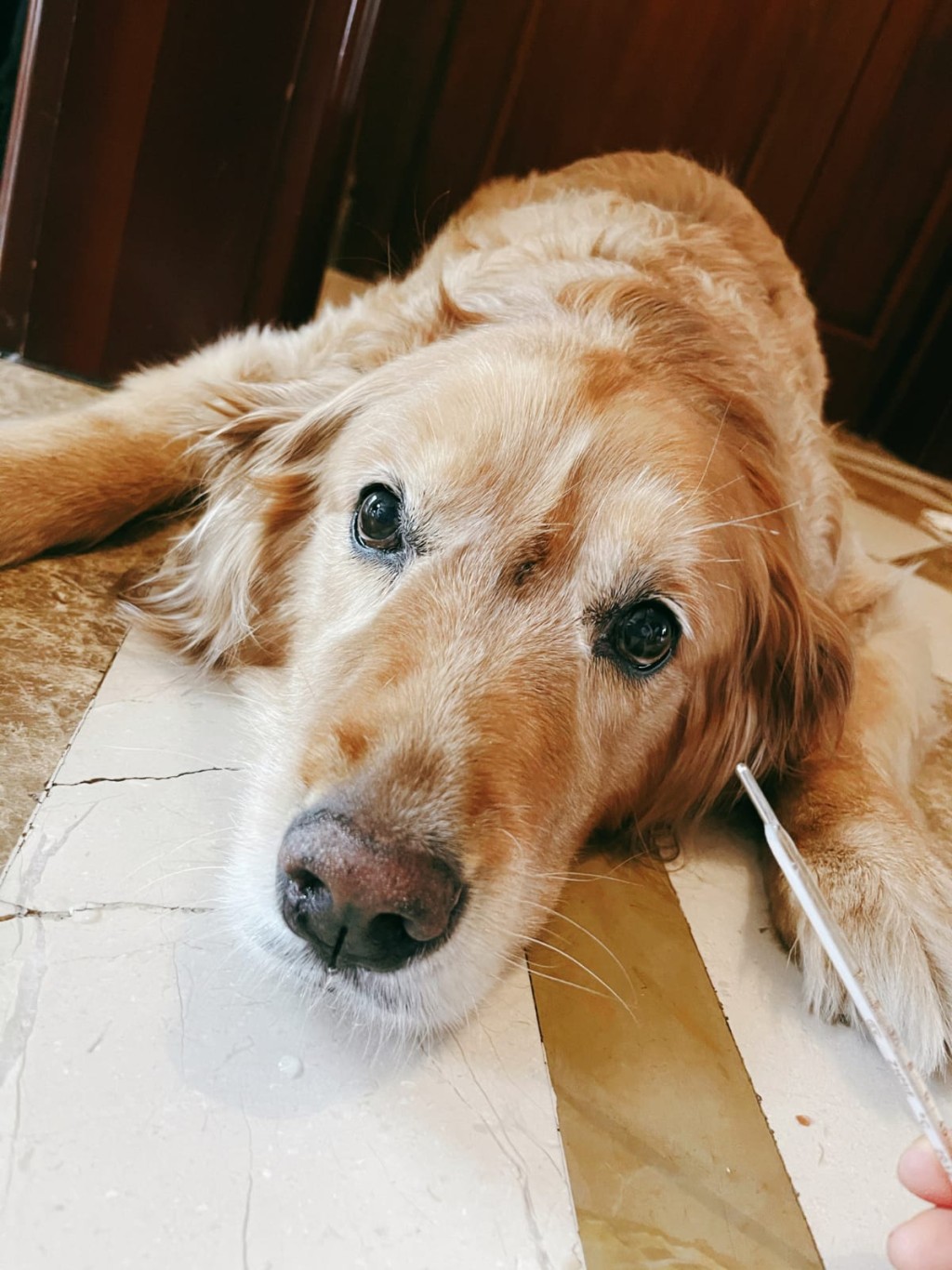 馬賽指Jelly前晚仲發燒了,只好半夜給牠物理降溫。