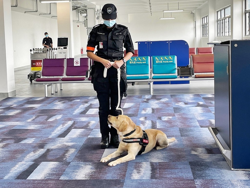 拉布拉多尋回犬Hugo聽從領犬員Michelle的指示躺下。王詩穎攝