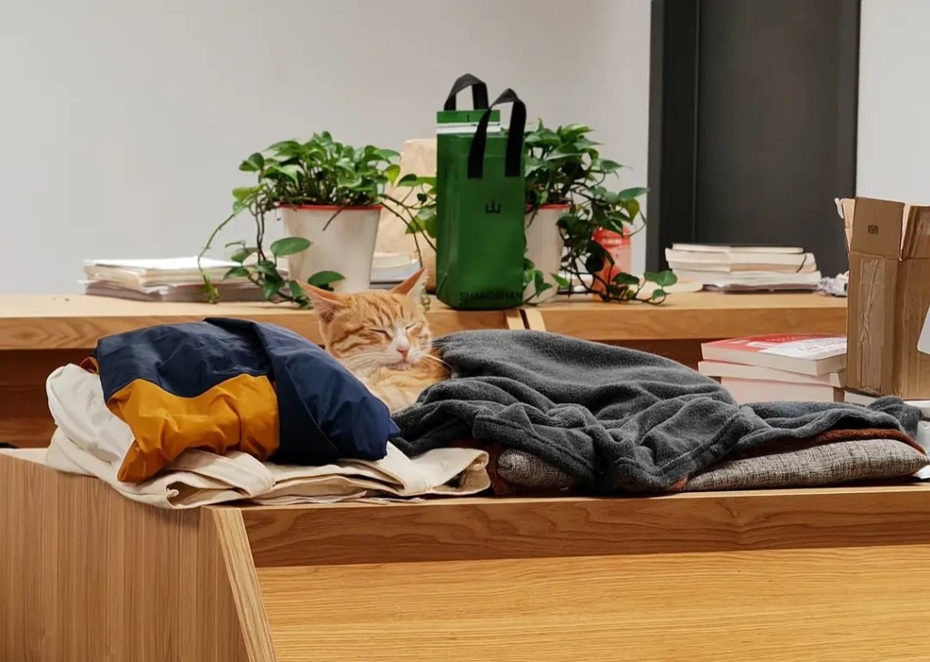 「小橘子」是雲南大學校園的一隻深受師生愛歡迎的流浪貓。微博＠吃瓜姊妹