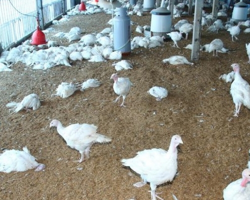台南市火雞驗出帶H5N6禽流感病毒。中央社資料圖片