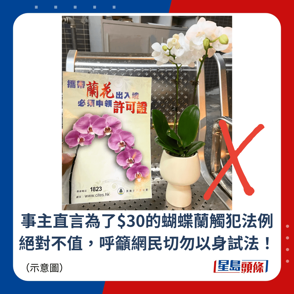 事主直言为了¥30的蝴蝶兰触犯法例绝对不值，呼吁网民切勿以身试法！