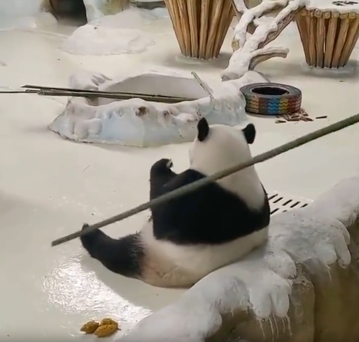 大熊猫「暖暖」被竹竿拍打时起初「没大反应」。 网片截图