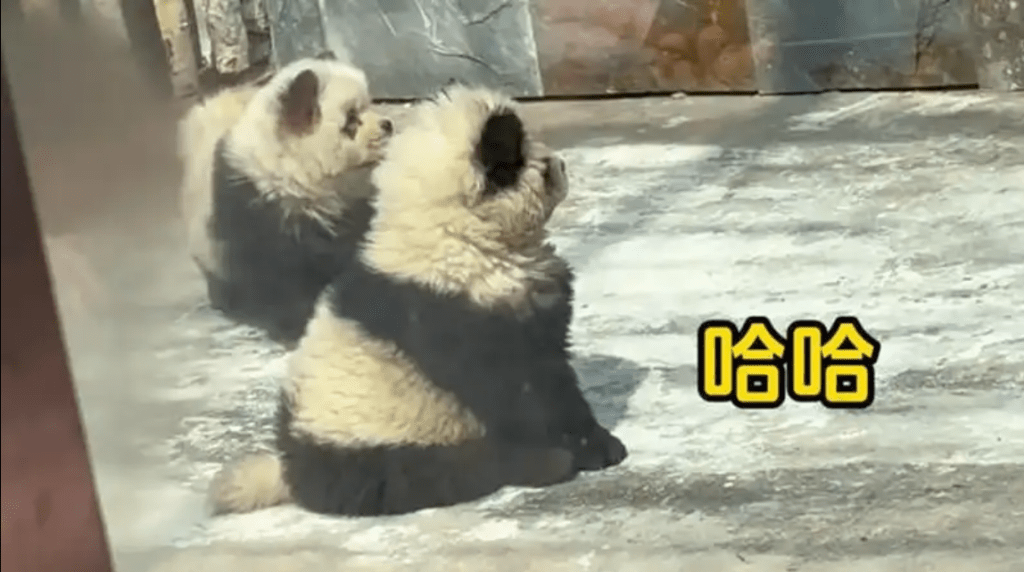 泰州動物園兩隻奇怪「大熊貓」被圍觀，令動物園充滿笑聲。